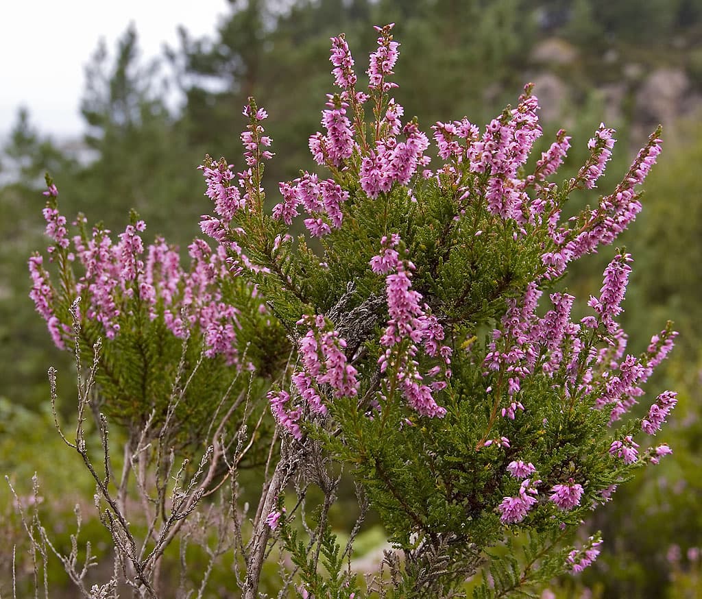 A small sprig of white Scottish heather with tiny bell-shaped white flowers