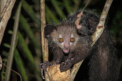 Carved wooden aye-aye figure showing large eyes, elongated finger, and bushy tail in detailed natural brown wood